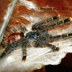 Avicularia geroldi L6 F