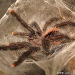 Avicularia sp.Peru Amazonas M Purple