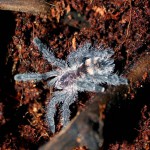 Avicularia purpurea