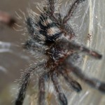 Avicularia purpurea