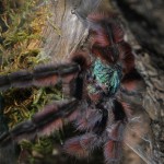 Avicularia versicolor FM