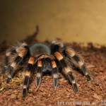 Brachypelma smiti M