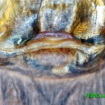 Brachypelma emilia (L10) spermatheca