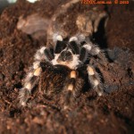 Brachypelma smithi FM