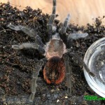 Brachypelma vagans FM