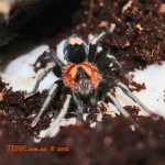 Cyriocosmus elegans M adult