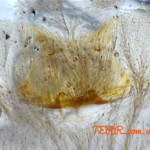 Ceratogyrus darlingi (L7) spermatheca