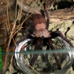 Chilobrachys fimbriatus FM