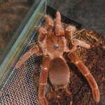 Pelinobius muticus (Citharischius crawshayi) FM