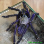 Cyriopagopus sp. Blue FM
