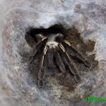 Ephebopus murinus FM