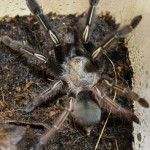 Ephebopus murinus L8 FM