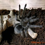 Grammostola pulchra FM