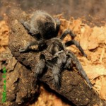 Grammostola pulchra Fm