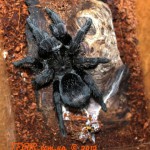 Grammostola pulchra M