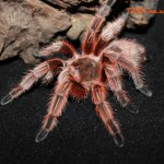 Grammostola rosea M
