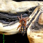 Hapalopus sp Columbia Large