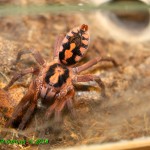 Hapalopus sp Kolumbia Large FM