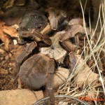 Haplopelma schmidti F adult