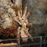 Heteroscodra maculata F