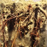 Holothele sp. Isla Margarita