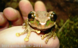 Leptopelis vermiculatus