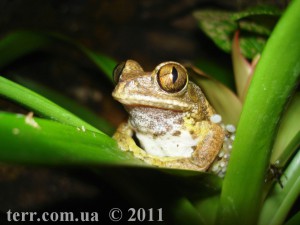 Leptopelis vermiculatus