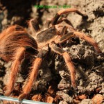 Megaphobema robustum FM