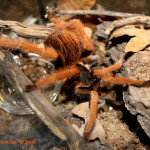 Megaphobema robustum FM