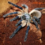 Monocentropus balfouri F adult