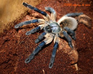 Monocentropus balfouri F