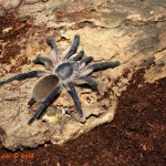 Monocentropus balfouri M