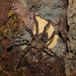 Poecilotheria  fasciata FM