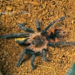 Pamphobeteus nigricolor