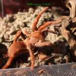 Pelinobius muticus FM