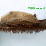 Pelinobius muticus spermatheca