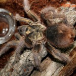 Phormictopus auratus F adult