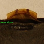 Phormictopus auratus spermatheca