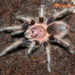 Phormictopus cancerides (L7)