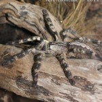 Poeciloteria regalis