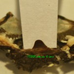 Poecilotheria ornata L13 spermatheca