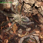 Poecilotheria rufilata L11 Fm