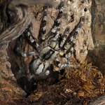 Poecilotheria striata FM