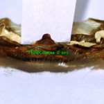 Poecilotheria striata (adult) spermatheca