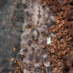 Poecilotheria subfusca