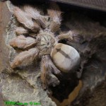 Psalmopoeus pulcher FM