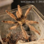 Psalmopoeus pulcher FM