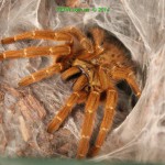 Pterinochilus murinus FM