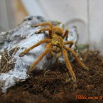 Pterinochilus murinus RCF (L7) FM