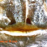 Stromatopelma calceatum L10 spermatheca